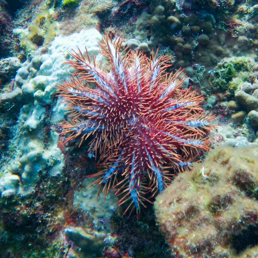 Couronne d'Épines Acanthaster planci