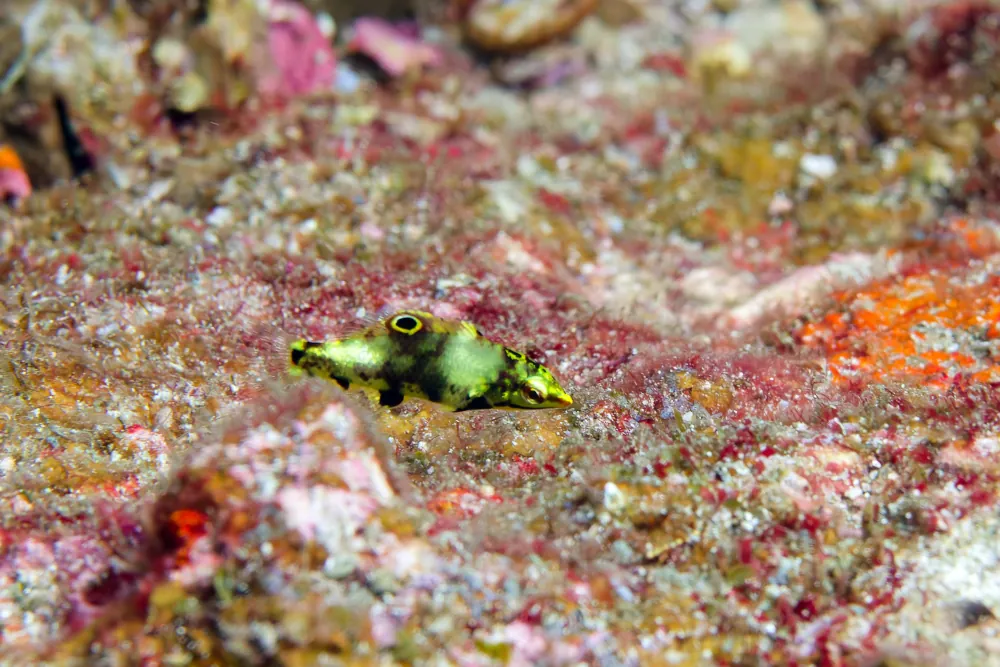 Labre-Échiquier Halichoeres hortulanus