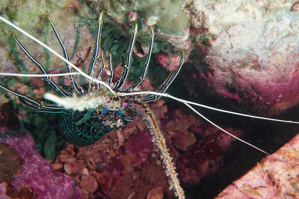 Langouste Peinte Panulirus versicolor