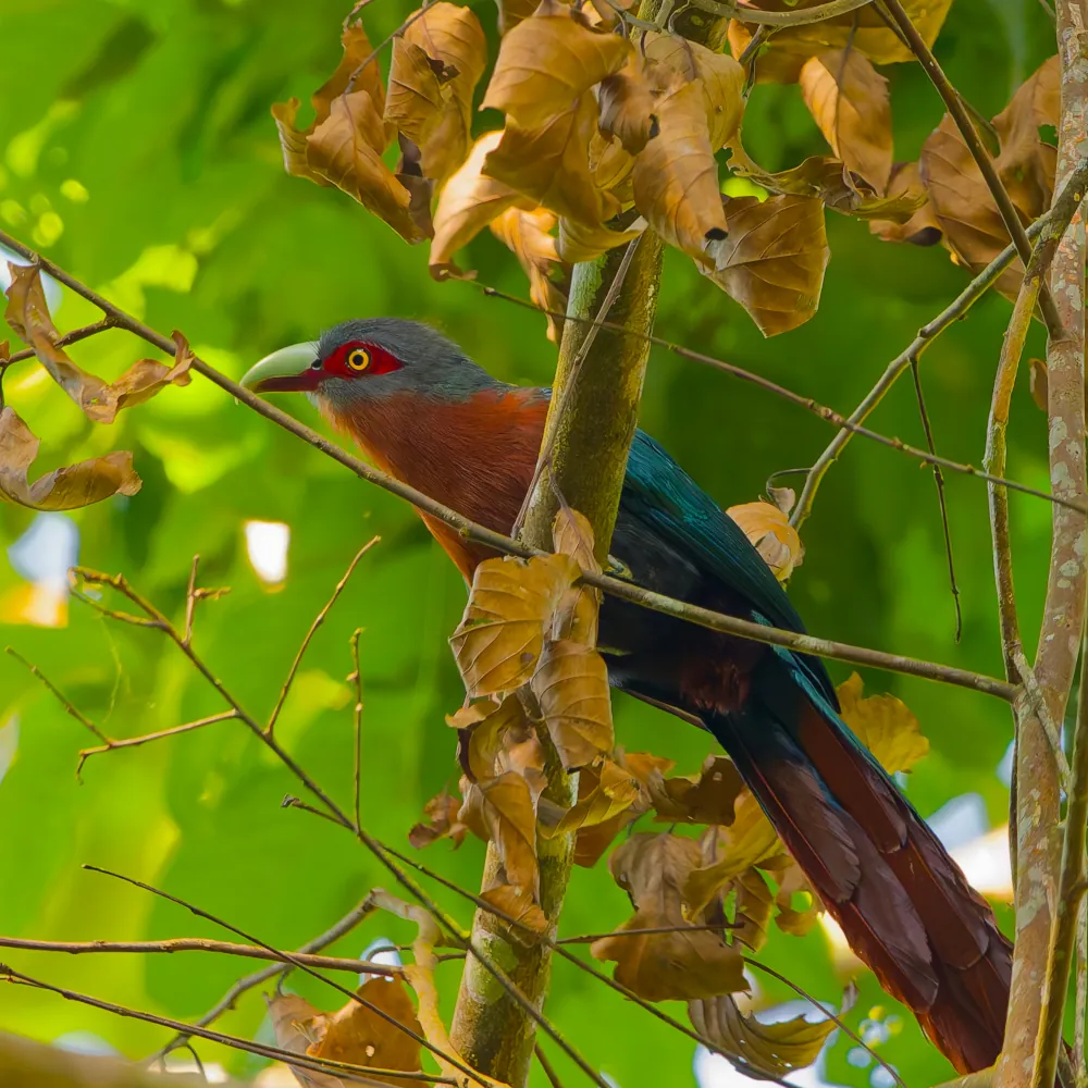 Malcoha Rouverdin Phaenicophaeus curvirostris