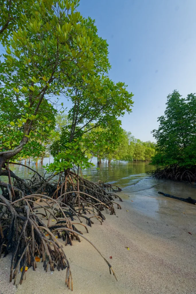 Mangrove ko Phayam