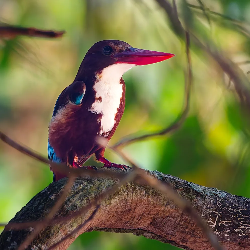 Martin-chasseur de Smyrne Halcyon smyrnensis