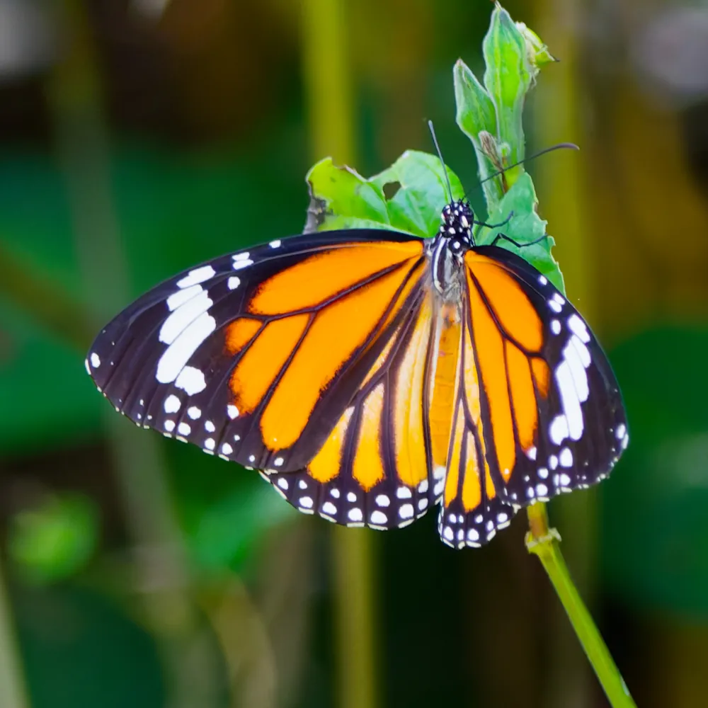 Monarque Indien - Danaus genutia