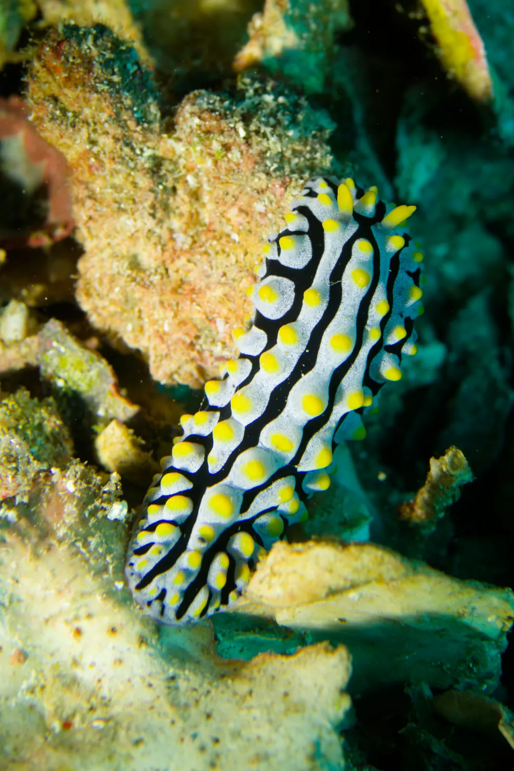 Phyllidie Verruqueuse Phyllidia varicosa