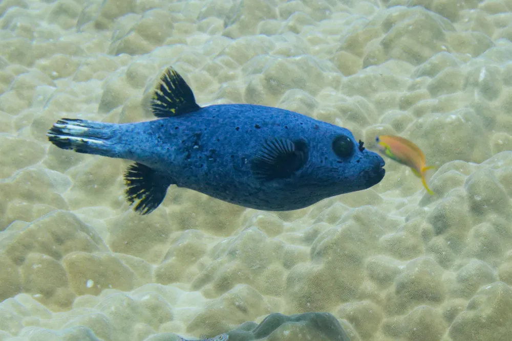 Poisson-ballon à Points Noirs Arothron nigropunctatus