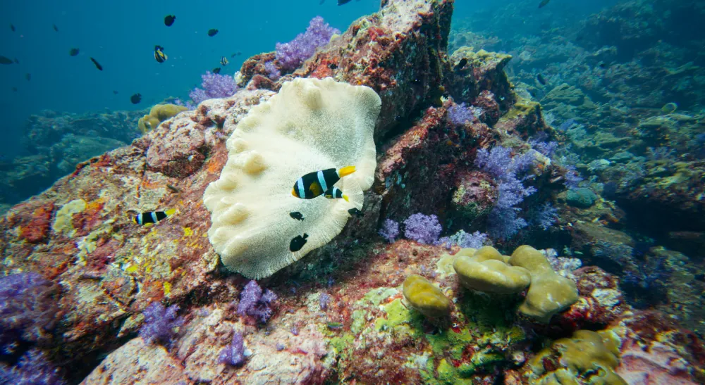 Poisson-clown de clark au milieu des coraux pourpres