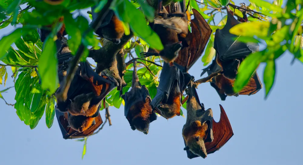 Renard Volant de Lyle Pteropus lylei