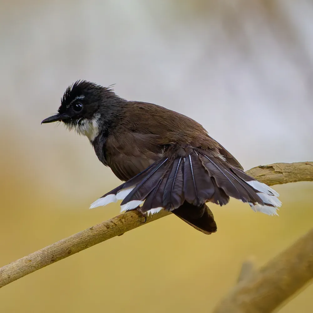 Rhipidure Pie Rhipidura javanica