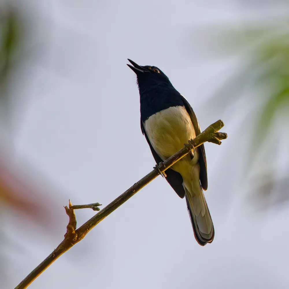 Shama Dayal Copsychus saularis