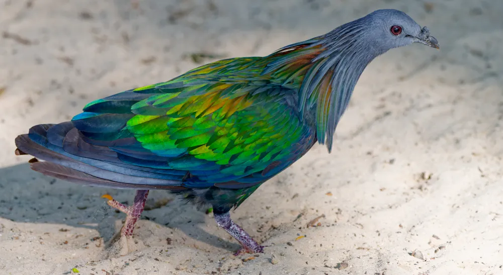 Nicobar à Camail Caloenas nicobarica