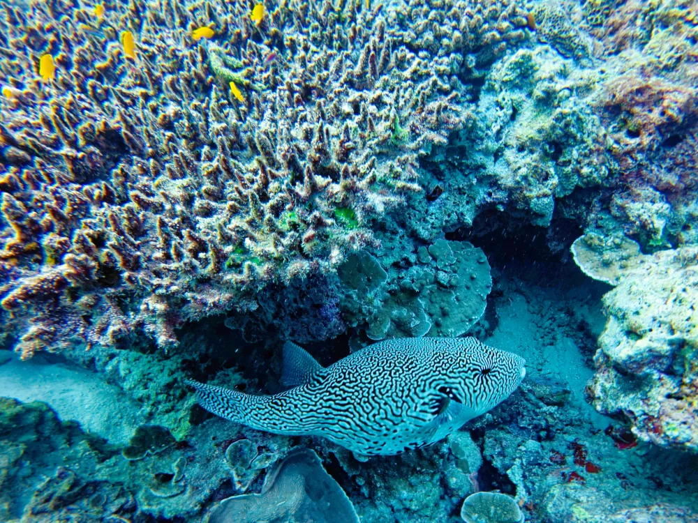 Poisson-ballon Griffonné Arothron mappa