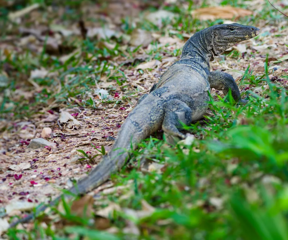 Varan - Varanus salvator ssp. macromaculatus