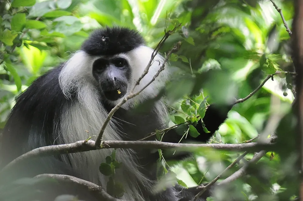 Colobus angolensis ssp. sharpei
