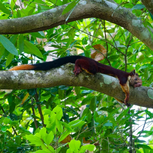 Écureuil Géant de l'Inde Ratufa indica