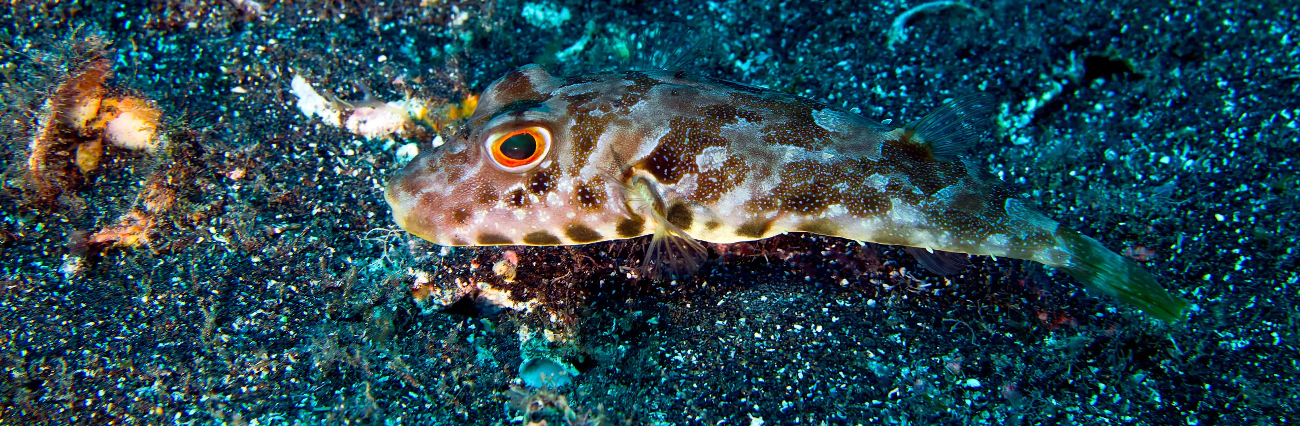 Palm-Mar par la mer, son phare et ses dauphins