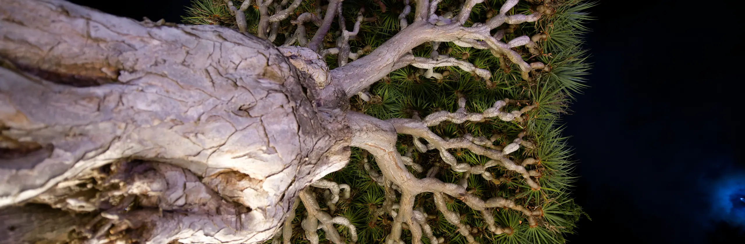 Santa Cruz de Tenerife et San Cristobal de la Laguna, villes coloniales de Tenerife