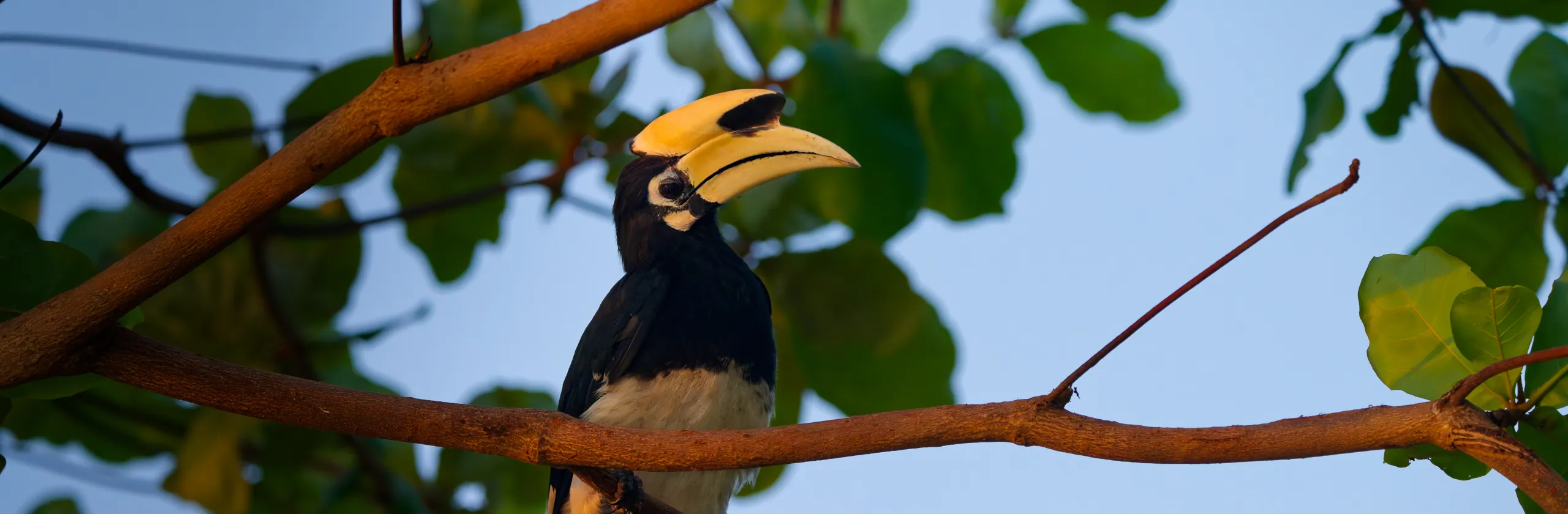 Ko Ngai ou Ko Hai, l’île paradisiaque et touristique