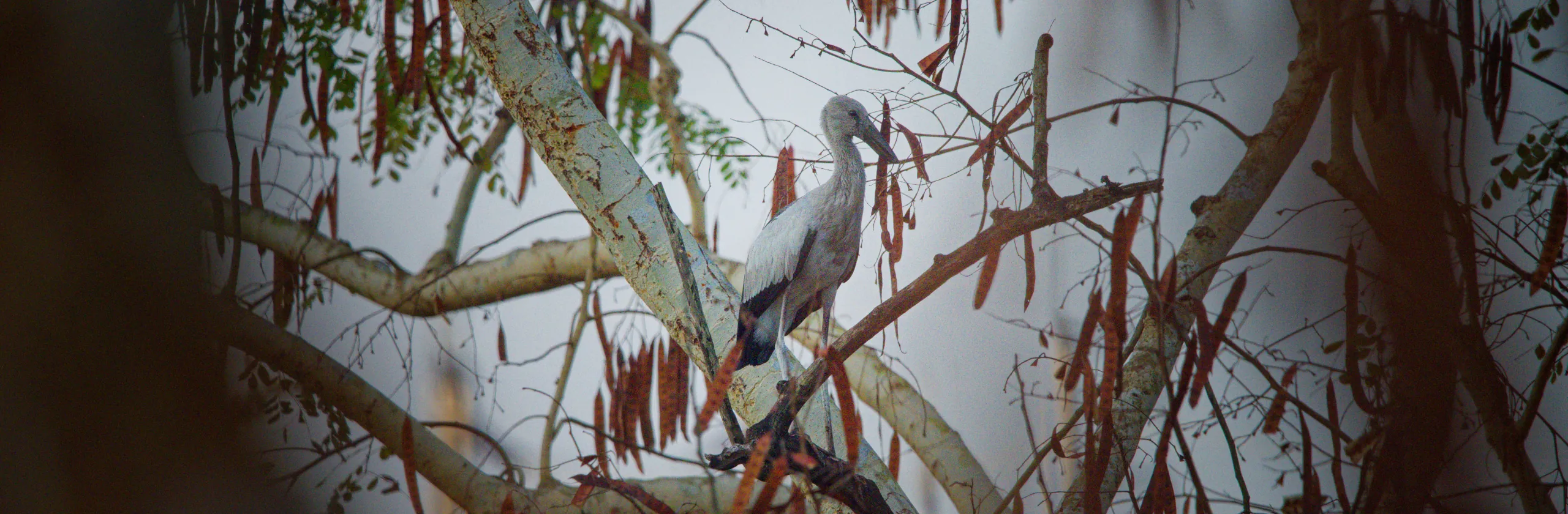 Ornithologie dans la mangrove de Ranong, en Thaïlande