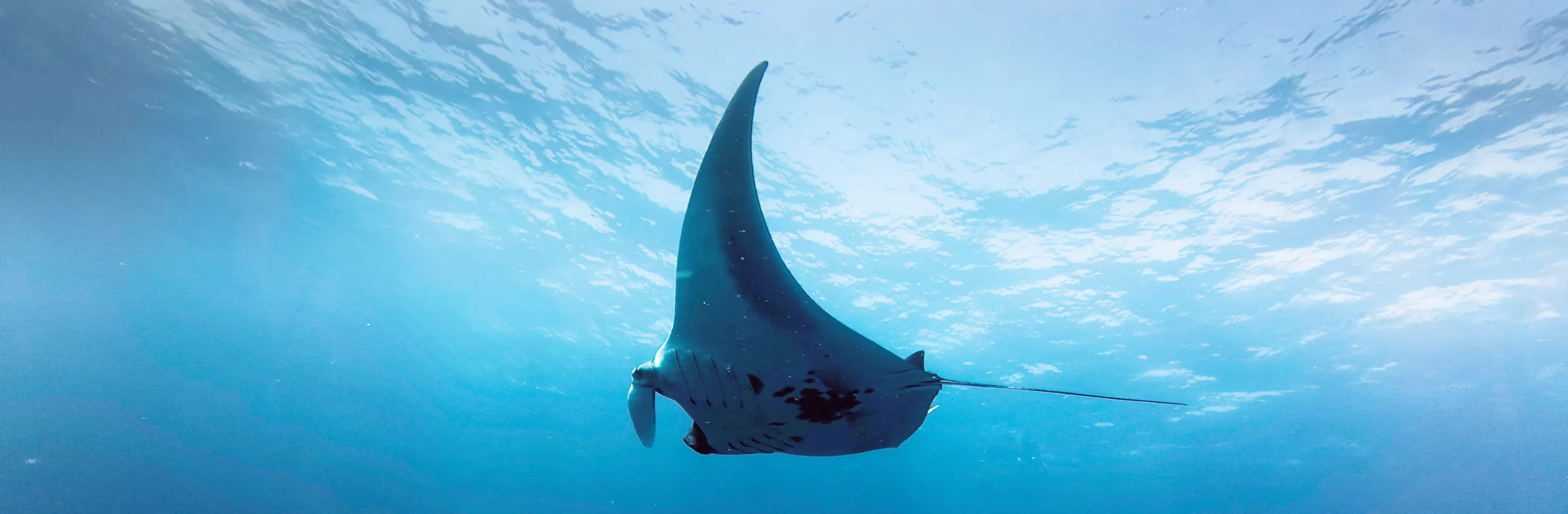 Croisière plongée aux îles Surin, à Richelieu Rock et Koh Bon : manta, courants et grands sites