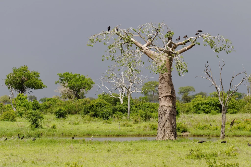 mikumi national park baobab safari