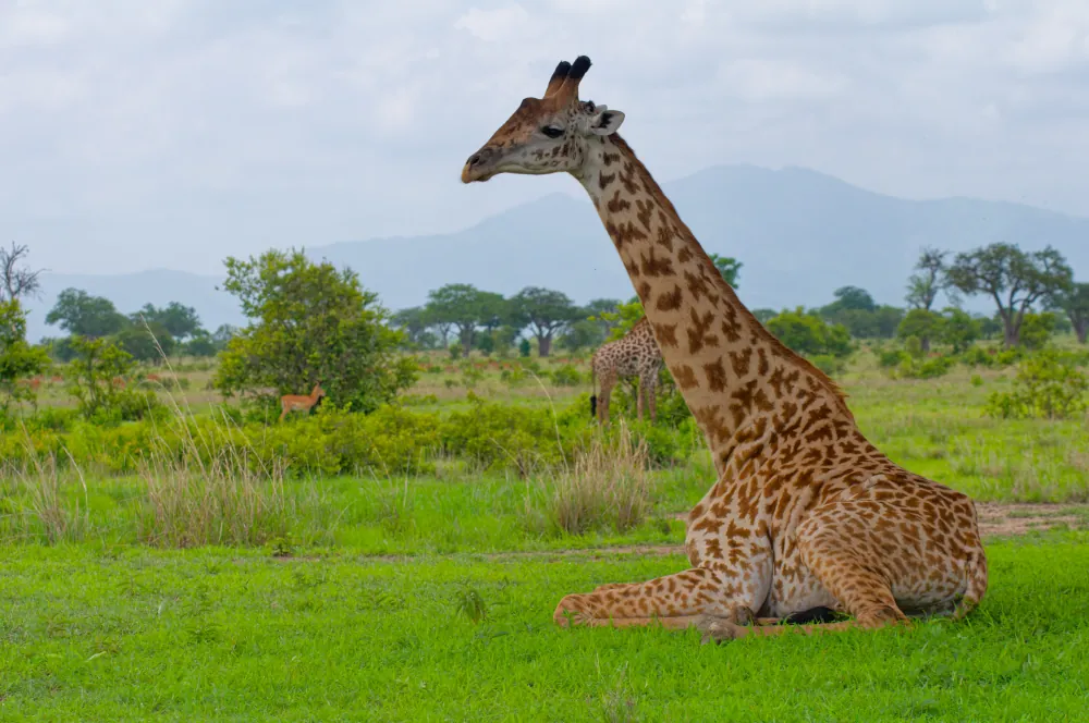 mikumi national park girafe