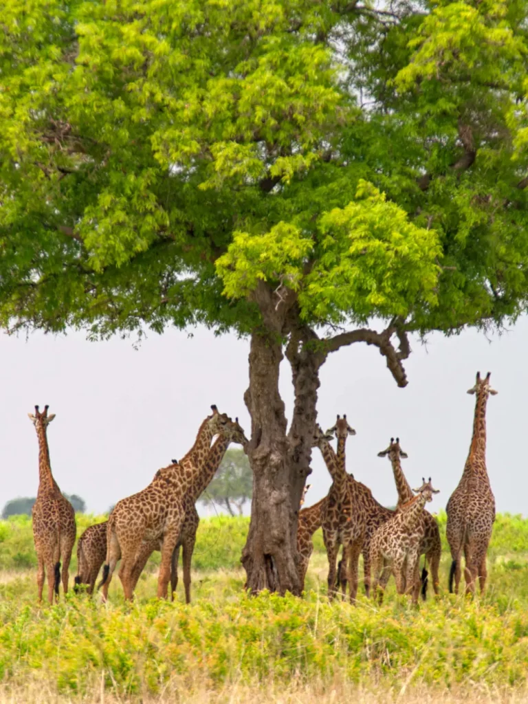 mikumi national park girafe safari