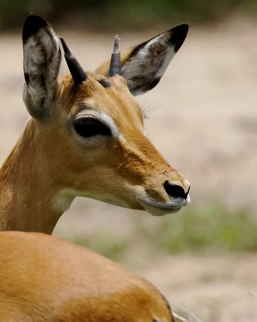 Impala safari mikumi