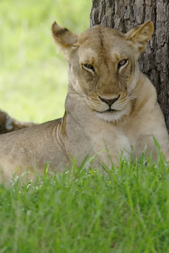 lionne mikumi safari tanzanie