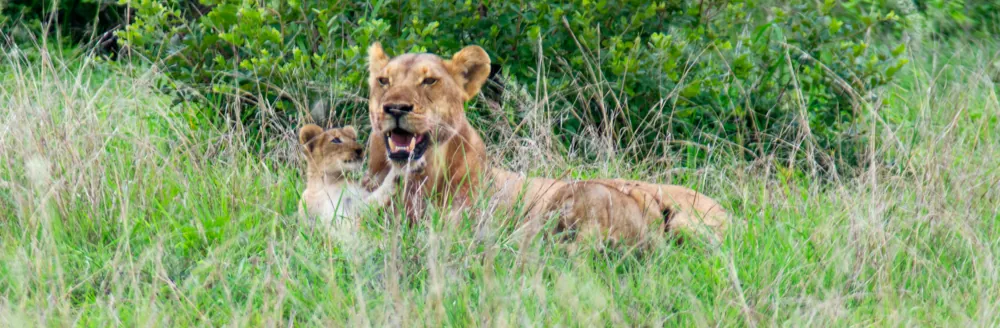 lion lionceau mikumi safari