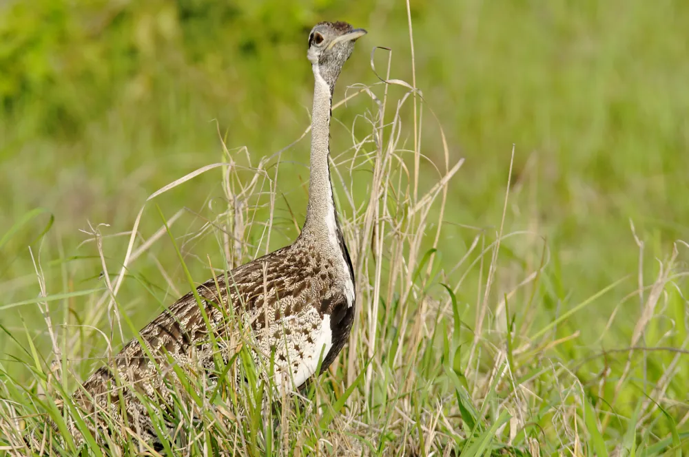 outarde mikumi tanzanie safari