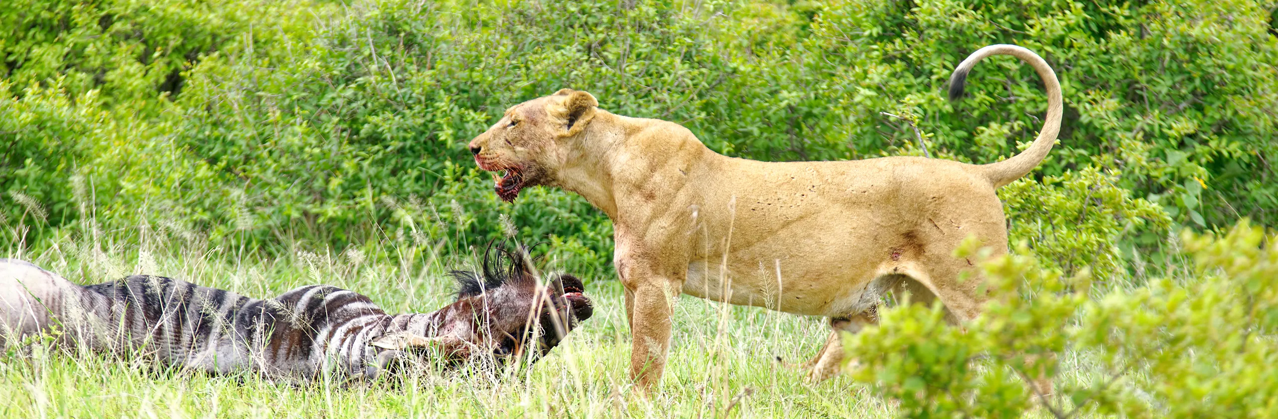 Parc national de Mikumi : premier safari en Tanzanie, entre éléphants et lions