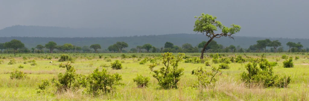 Savane mikumi tanzanie safari