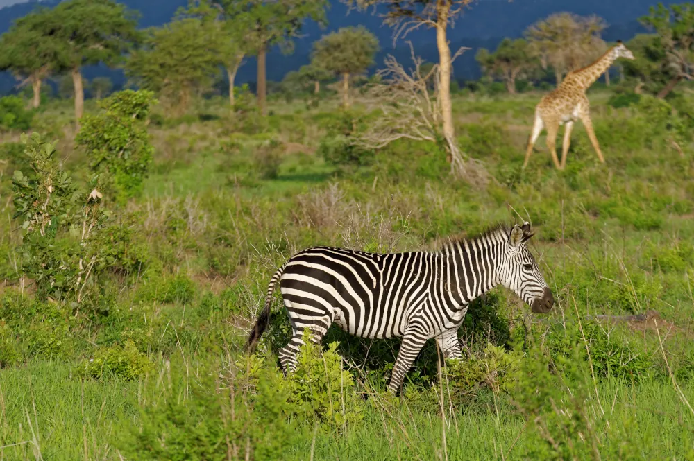 safari mikumi park national tanzanie