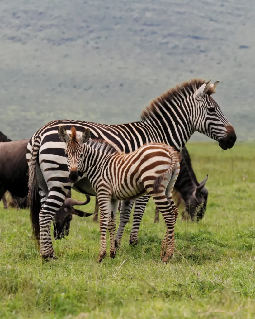 Zèbres du parc de Mikumi National park