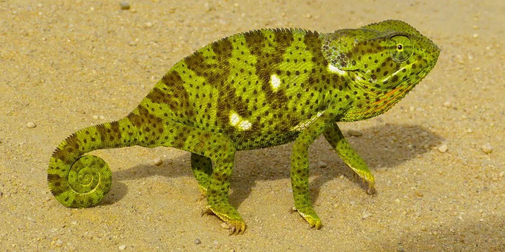 udzungwa cameleon bilobe