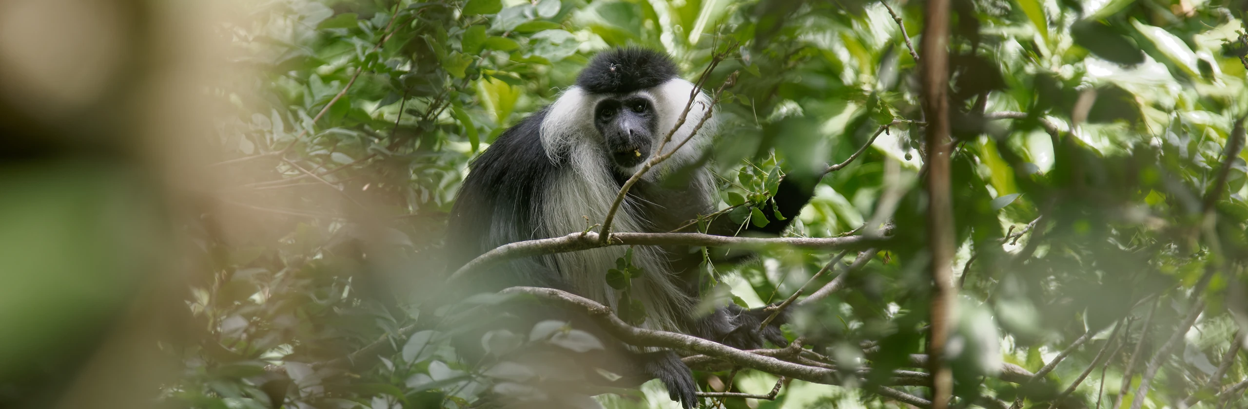 Parc national d’Udzungwa : randonnée dans la jungle tanzanienne et cascades de Sanje