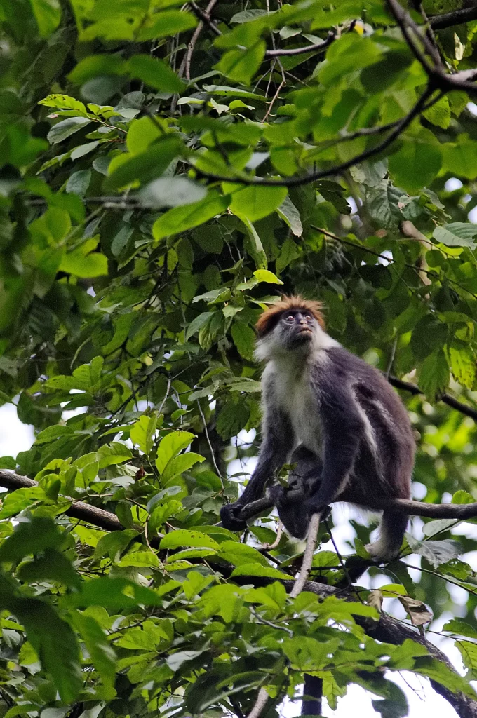 Colobe Bai des Gordon Piliocolobus gordonorum