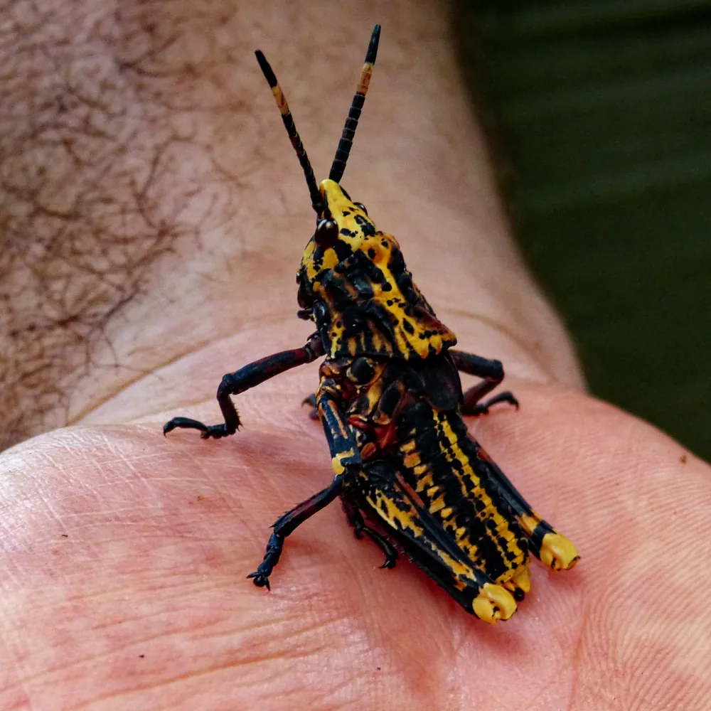 Udzungwa Zonocerus elegans