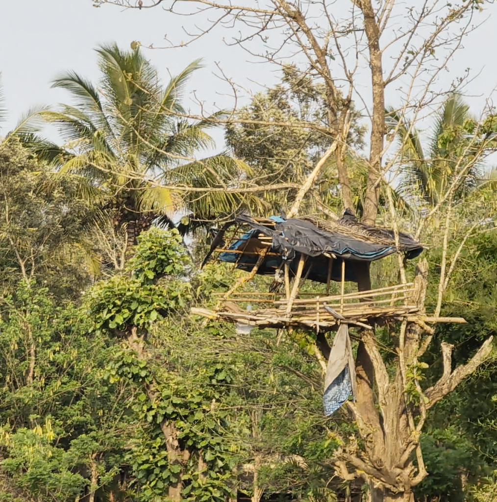 Cabane de surveillance de la faune