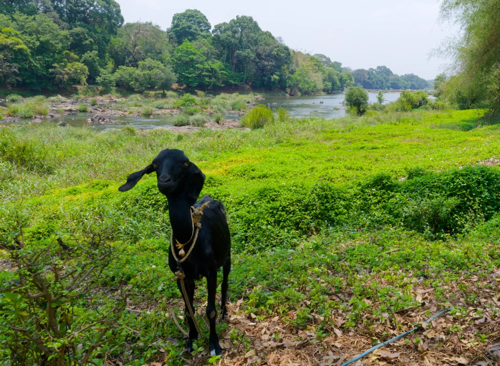 Chèvre devant la rivière Kabini