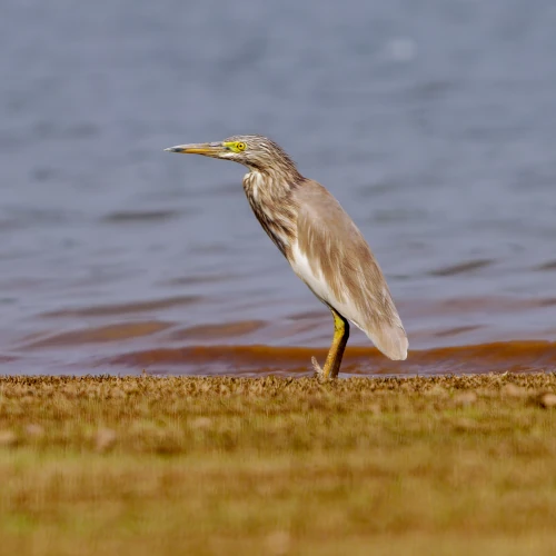 Crabier de Gray - Ardeola grayii