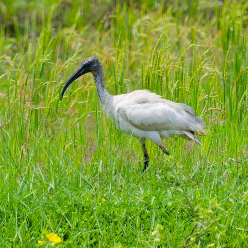 Ibis à Tête Noire - Threskiornis melanocephalus