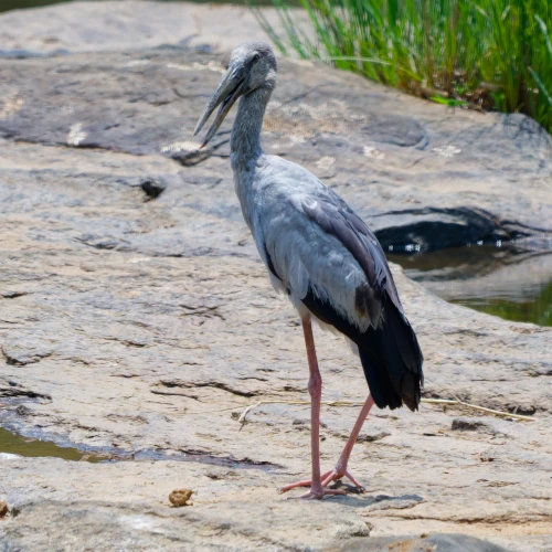 Bec-ouvert Indien - Anastomus oscitans