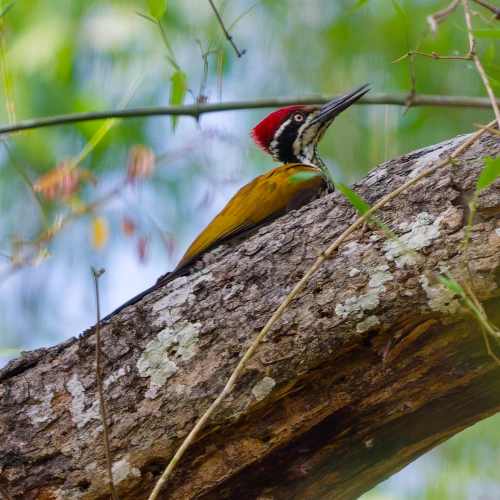 Pic de Malabar - Chrysocolaptes socialis