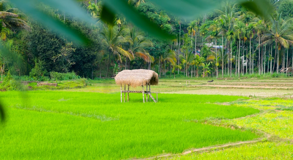 Rizières en bordure de jungle