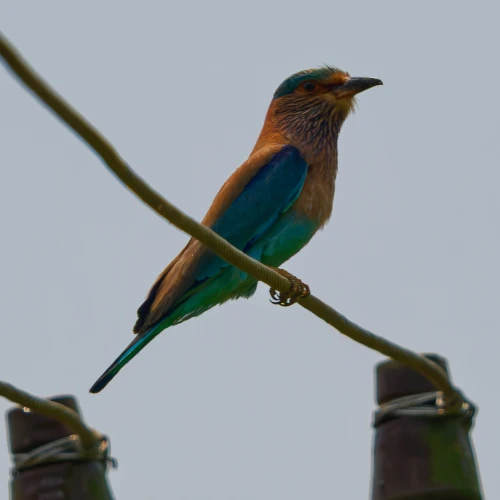 Rollier Indien - Coracias benghalensis