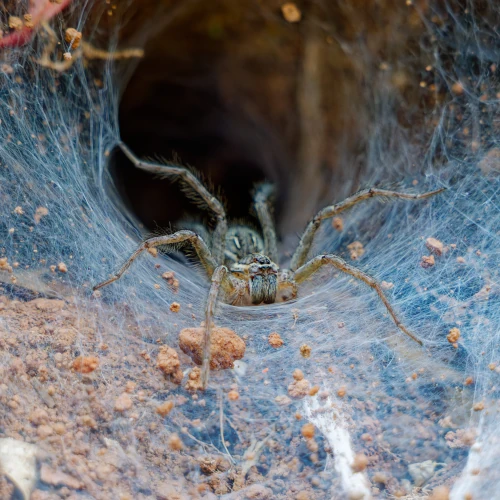 Hippasa lycosina