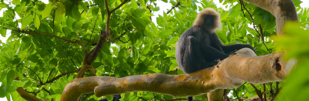 Semnopithèque du Nilgiri Semnopithecus johnii