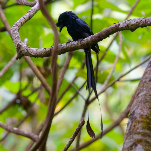 Drongo à Raquettes Dicrurus paradiseus