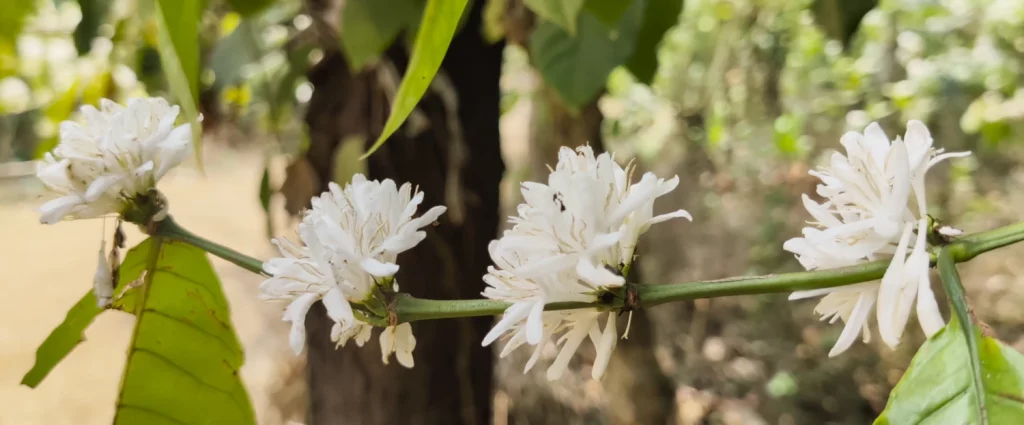 Fleurs de caféier